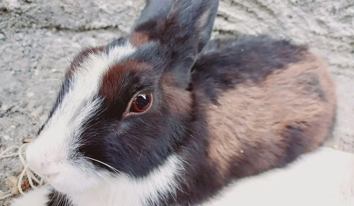 خرگوش|موش و خرگوش|کوه چنار, |دیوار