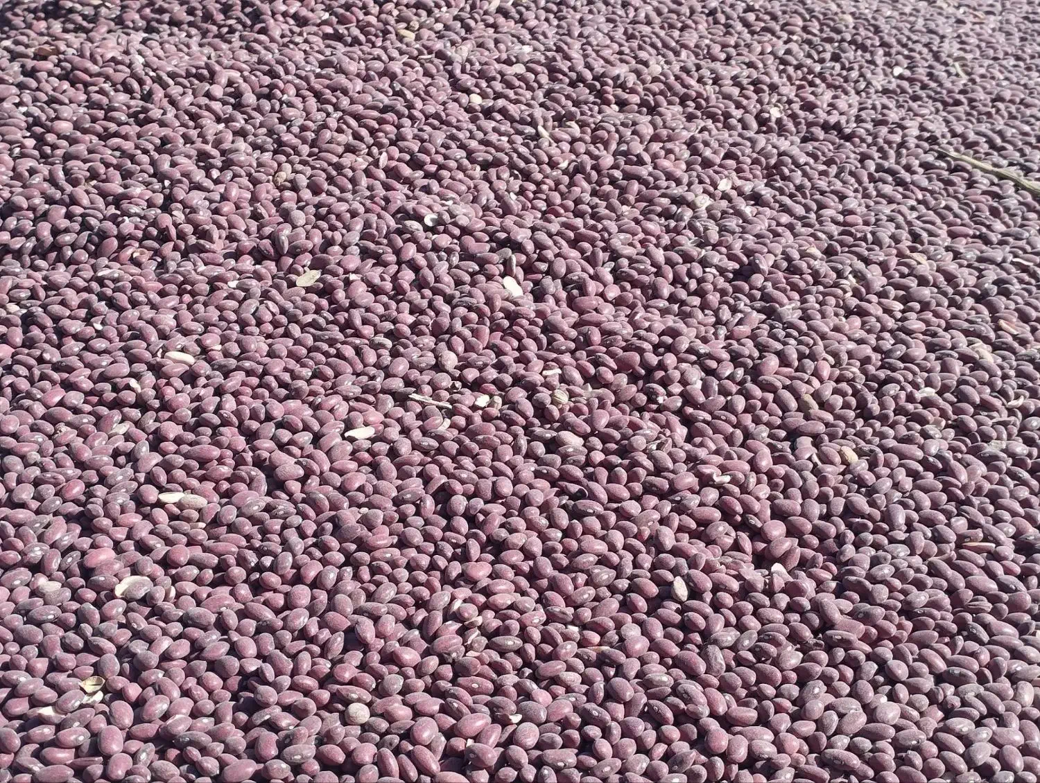 لوبیا قرمز بوجاری نشده|عمدهفروشی|بزینه رود, |دیوار