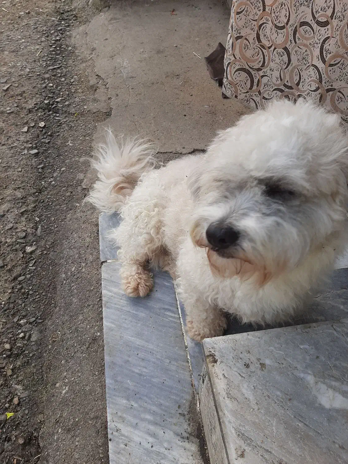 فروش سگ شیتزو تریر  نر|سگ|تهران, دانشگاه شریف|دیوار