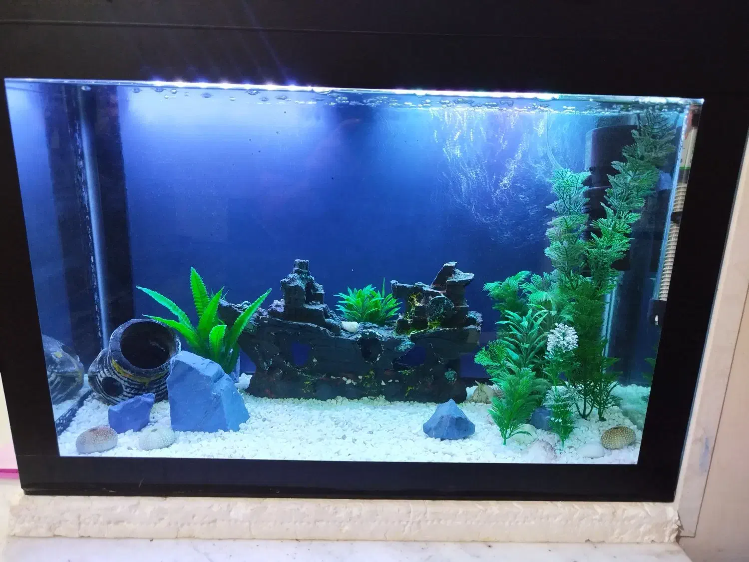 آکواریوم|ماهی|گمیشان, |دیوار