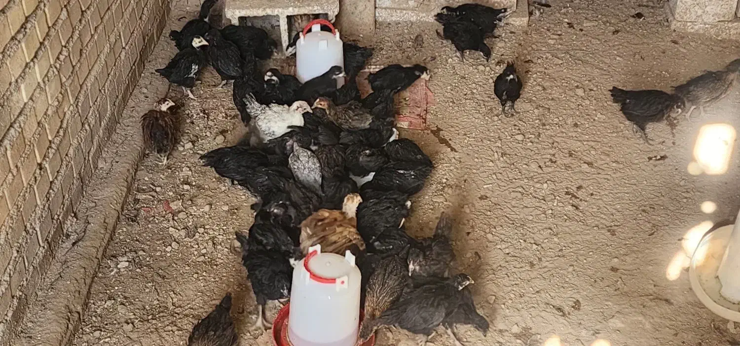 نیمچه مرغ و خروس|حیوانات مزرعه|خرمشهر, |دیوار