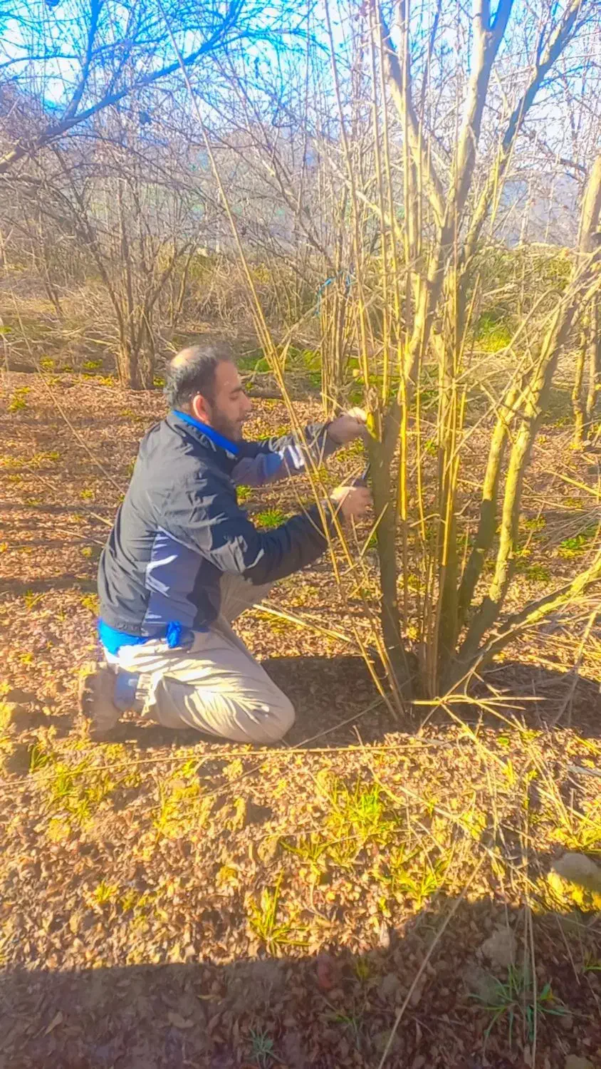 انجام هرس ضمانتی وطراحی باغ|خدمات باغبانی و درختکاری|گرگان, |دیوار