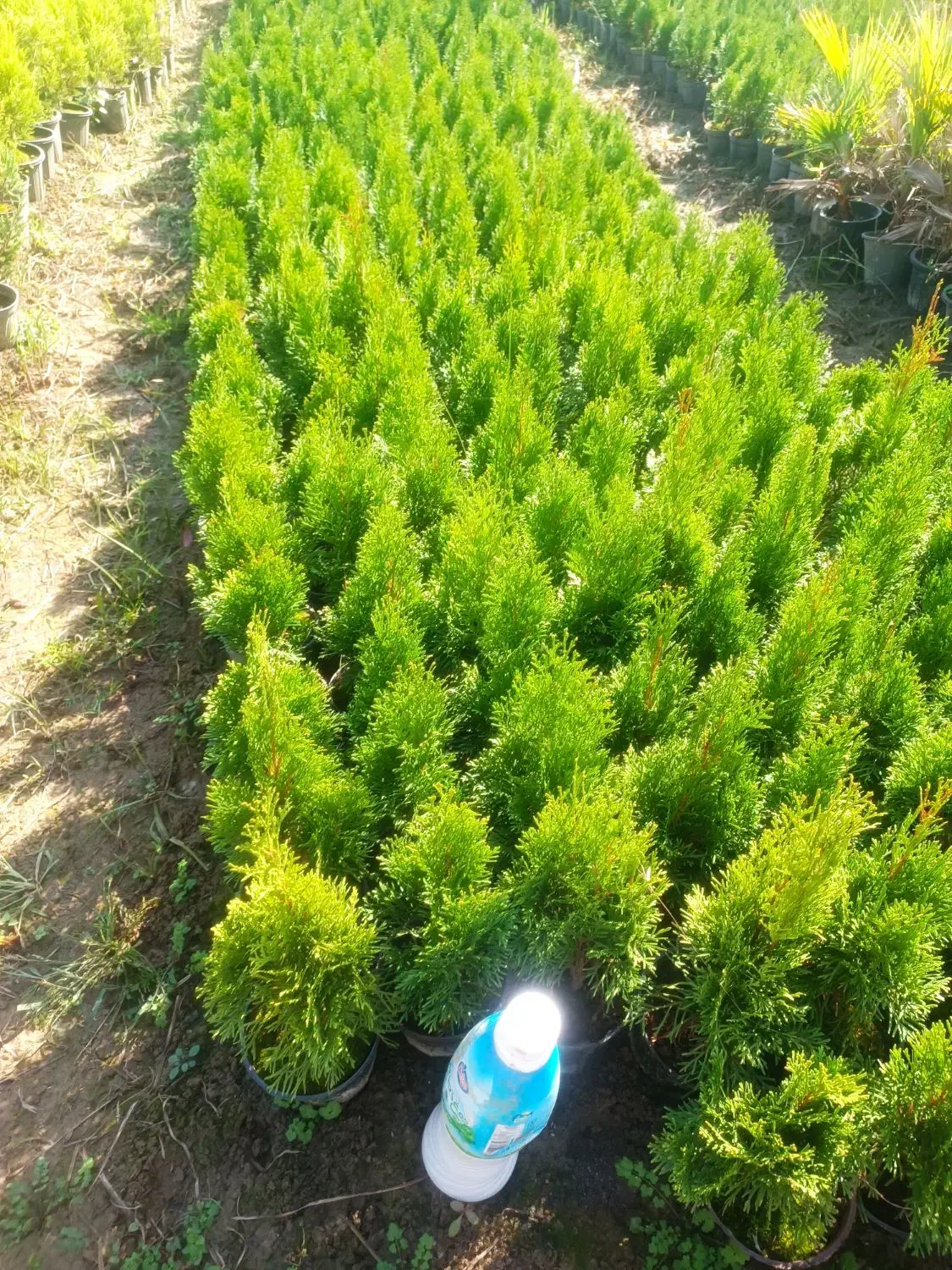 تویا آمریکایی گلدان 14 ریشه پرس|گل و گیاه طبیعی|تنکابن, |دیوار