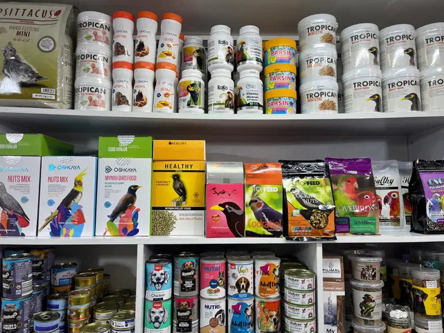 تاپ فید مینا عروس هلندی اجیل پلت|لوازم جانبی حیوانات|مشهد, گلبرگ|دیوار