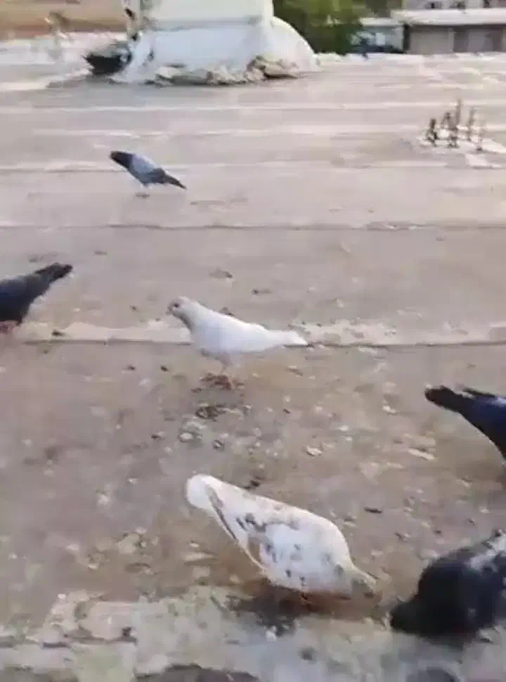 فروش کبوتر10عدد|پرنده|یاسوج, |دیوار