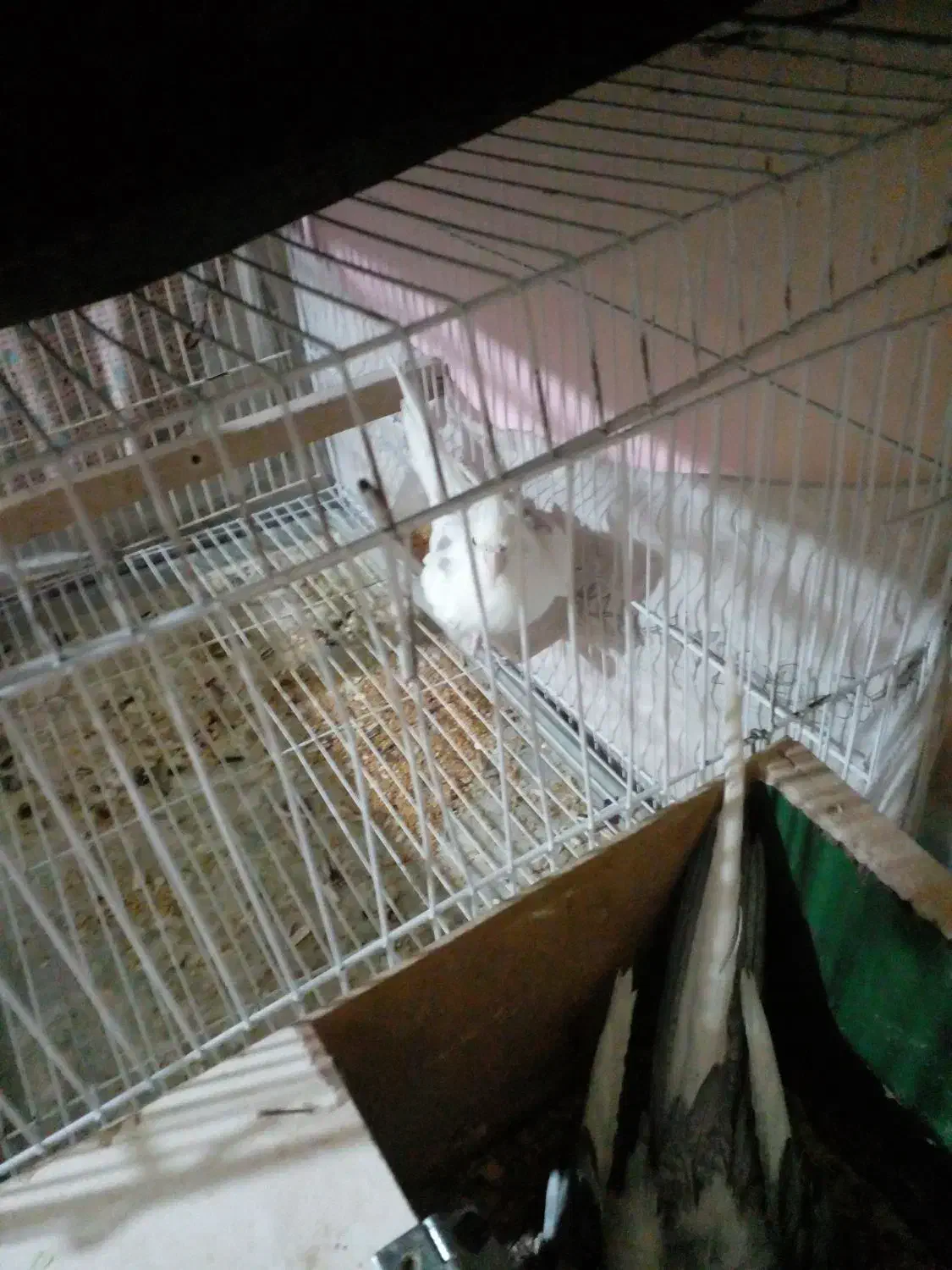 عروس هلندی مولد همراه تخم وجوجه|پرنده|زبرخان, |دیوار