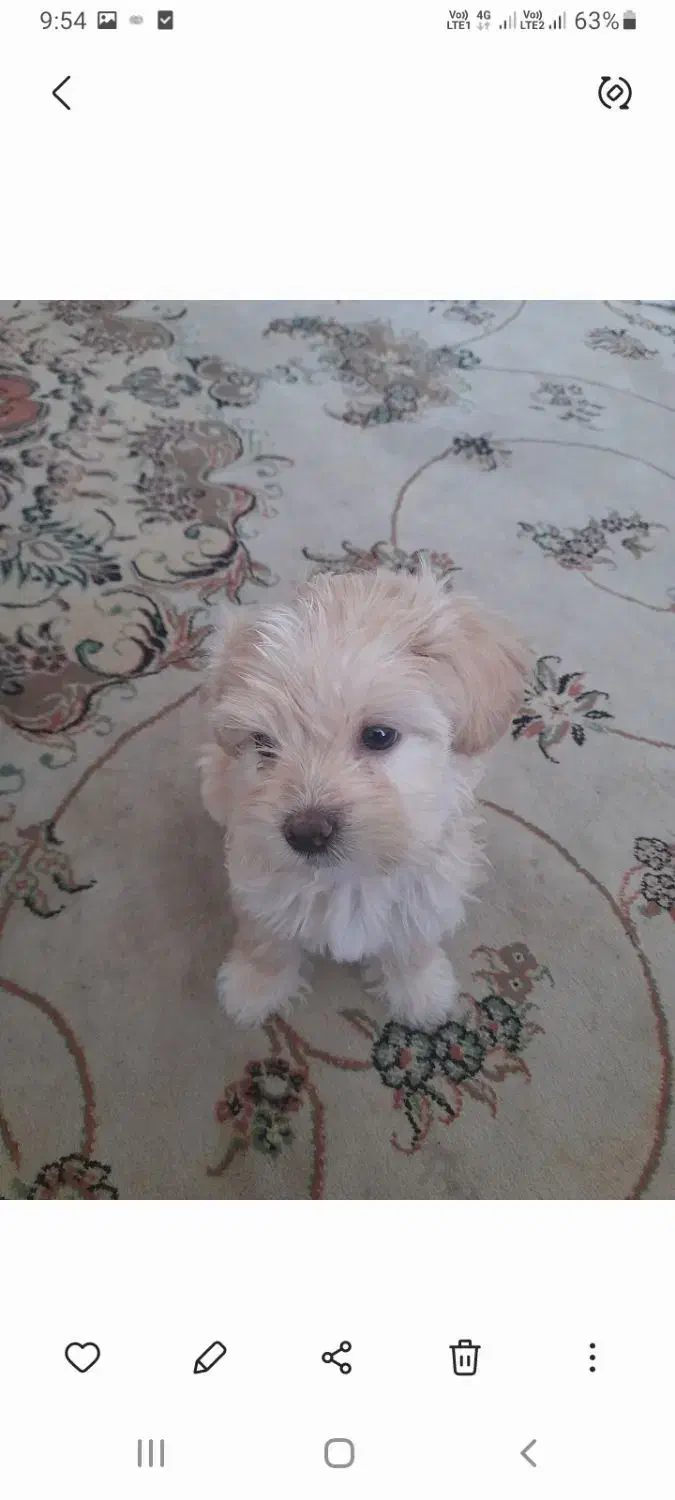 واگذاری توله سگ دوماه فروش فوری|سگ|شیراز, فرگاز|دیوار