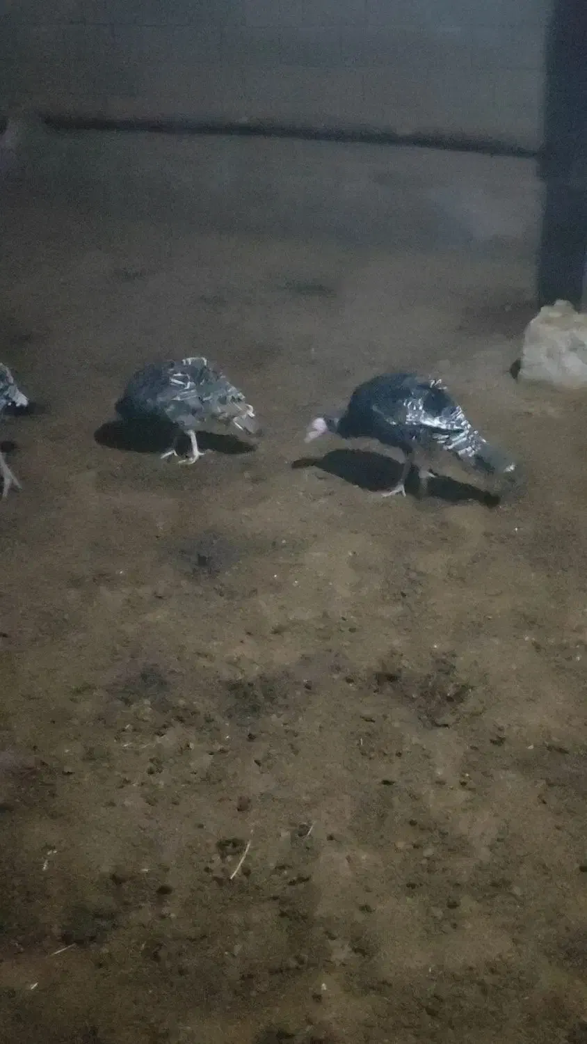 به علت تغییر شغل|حیوانات مزرعه|ورامین, ورامین|دیوار