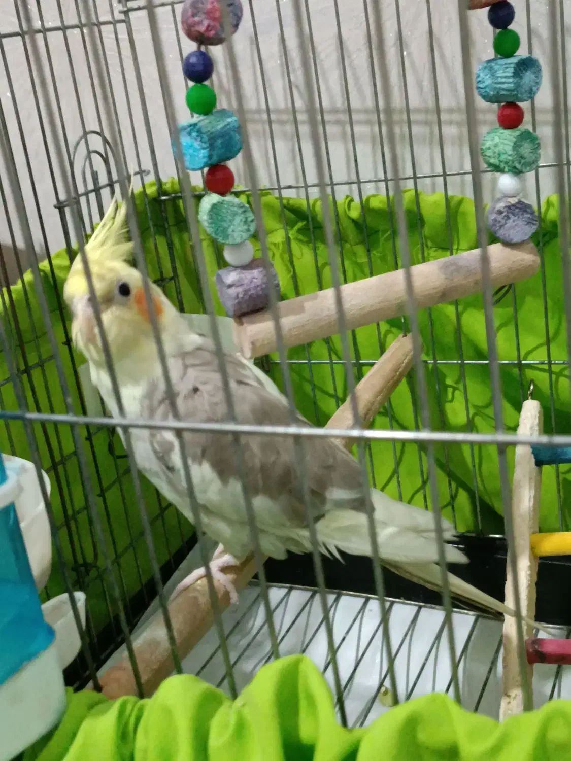 جوجه عروس هلندی ابلق کشیده|پرنده|پاکدشت, پاکدشت (مامازند)|دیوار