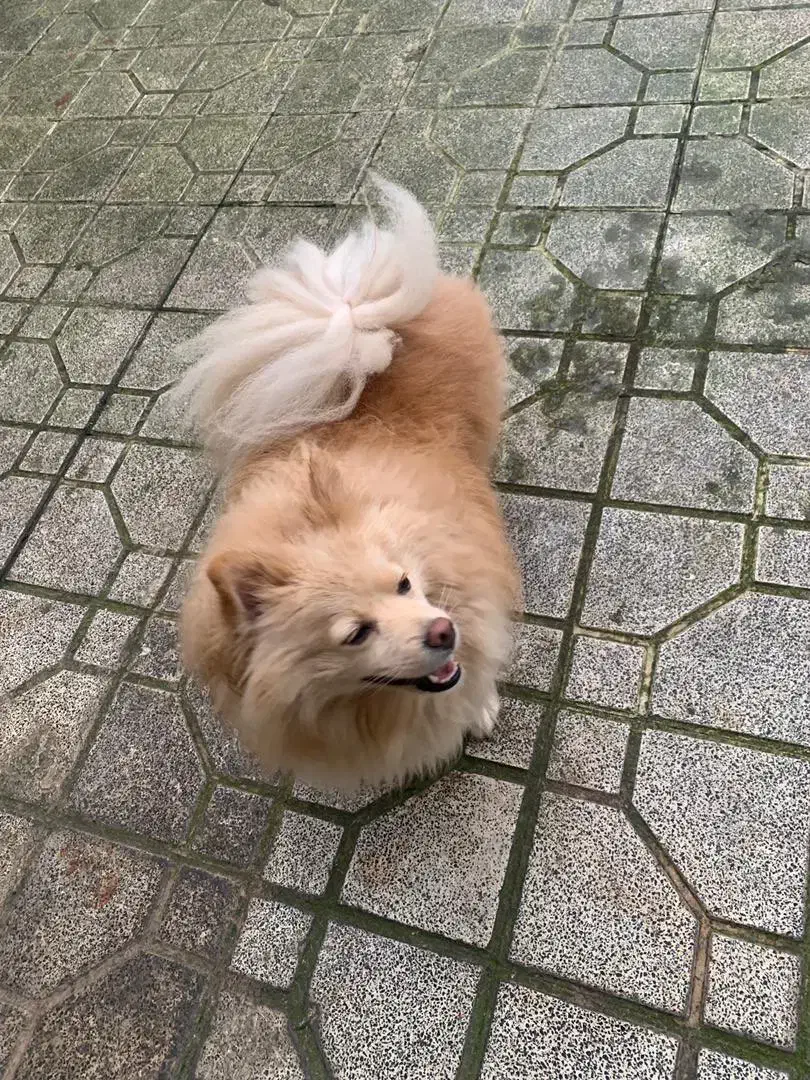 سگ گمشده|حیوانات|رشت, پاستوریزه|دیوار