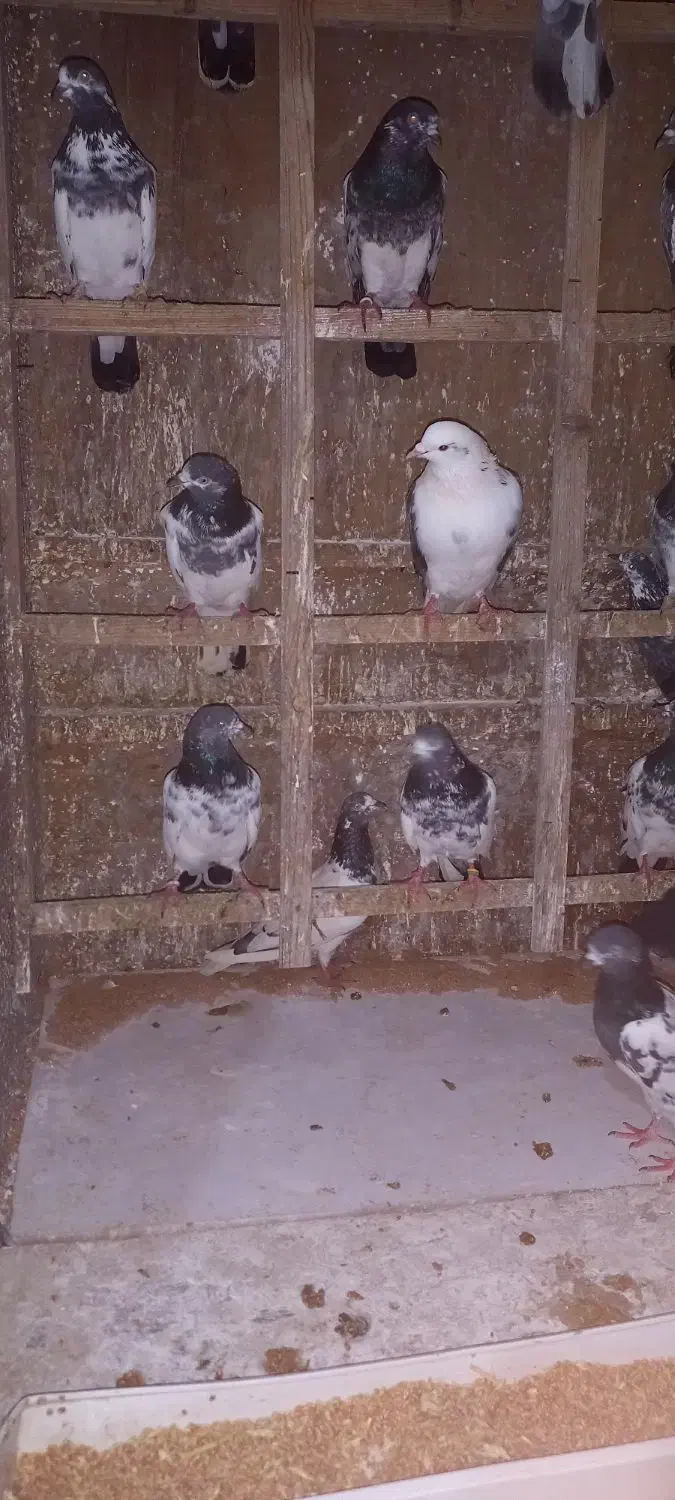 کبوتر|پرنده|رشت, جانبازان|دیوار