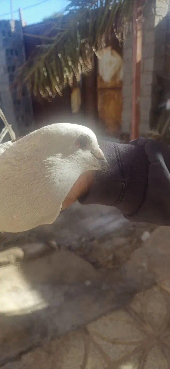 گوک و معلقی|پرنده|بم, |دیوار