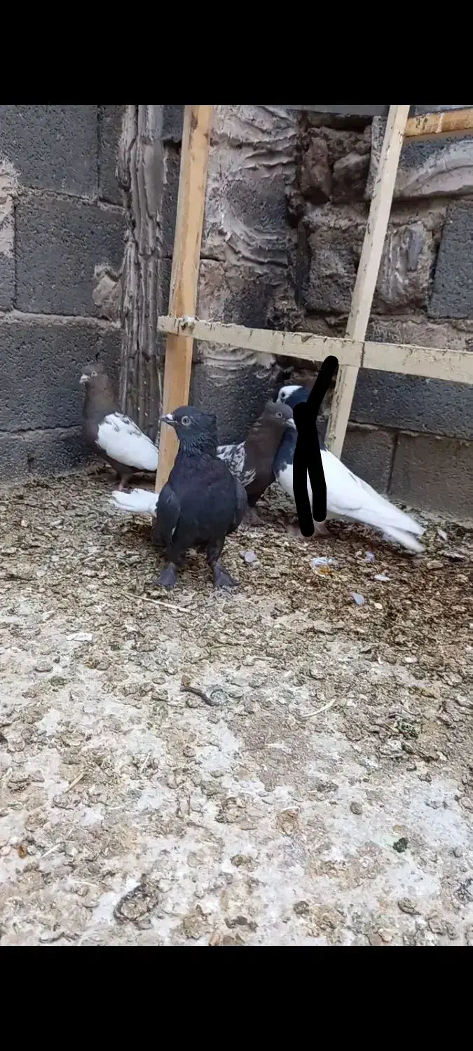 کفتر  کشکی سینه|پرنده|شیراز, بید زرد|دیوار