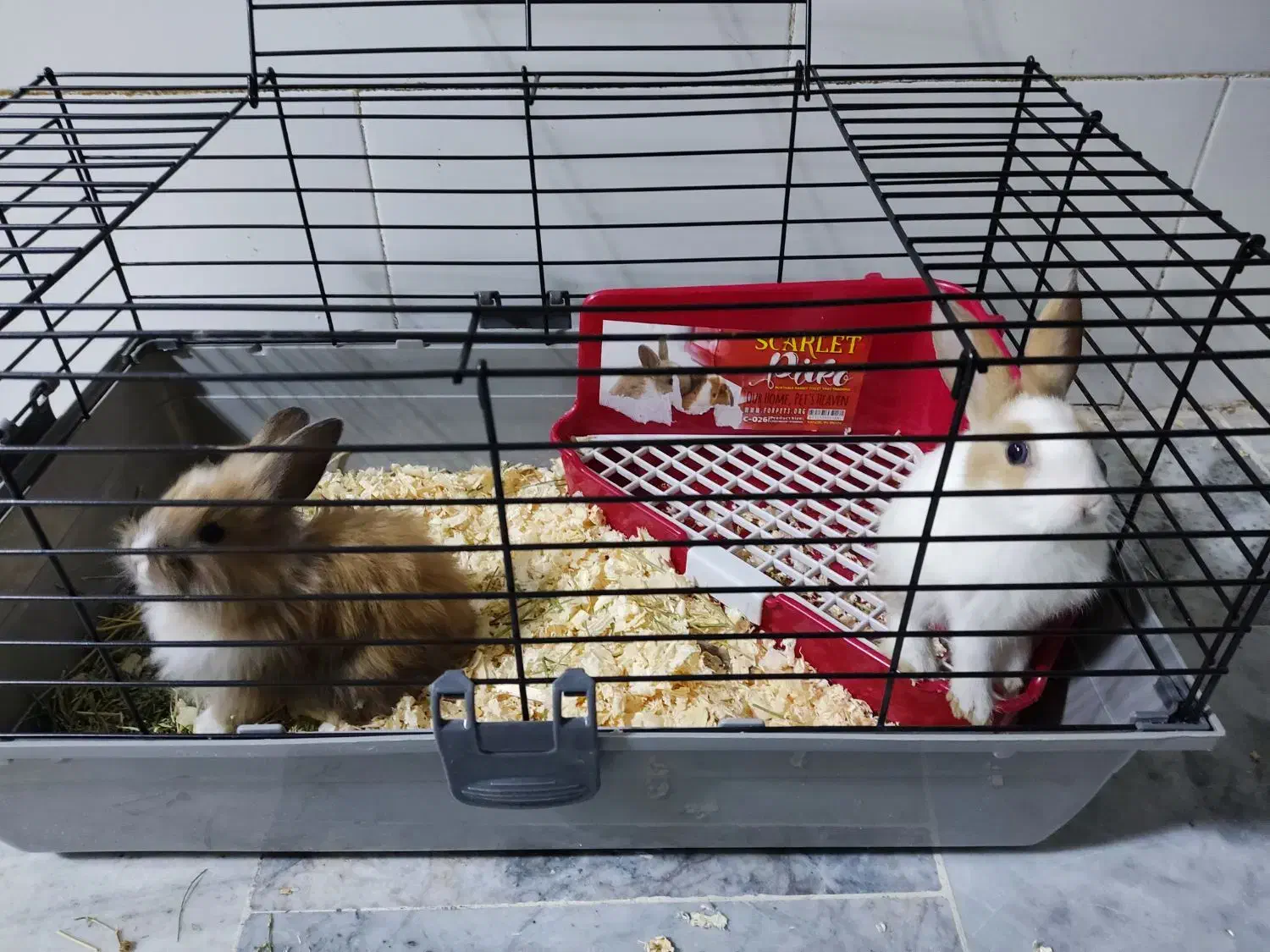 یک جفت بچه خرگوش بامزه با قفس|موش و خرگوش|قم, دروازه ری|دیوار