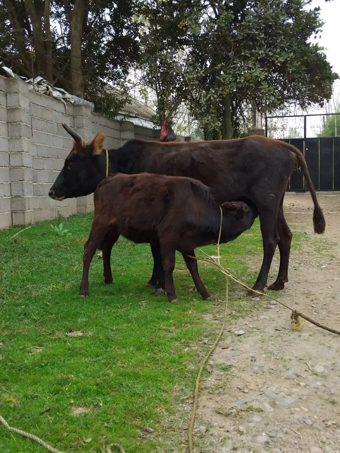 گاو.|حیوانات مزرعه|رشت, جماران|دیوار