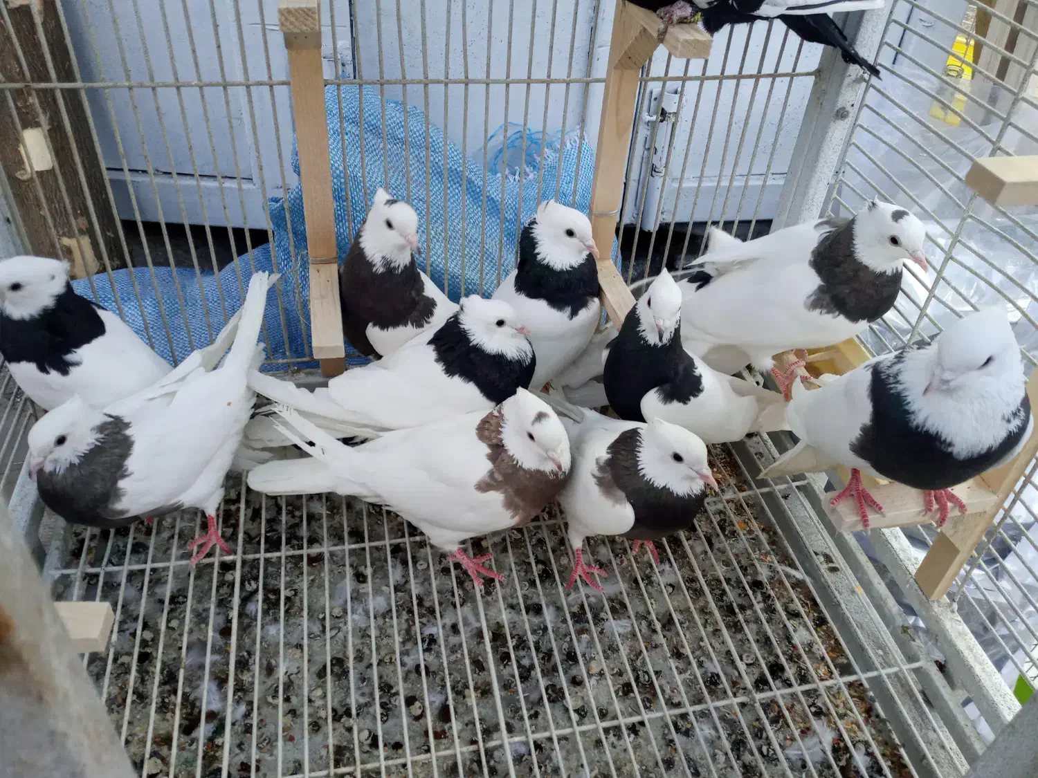 کفترطوقی|پرنده|شیراز, لب آب|دیوار