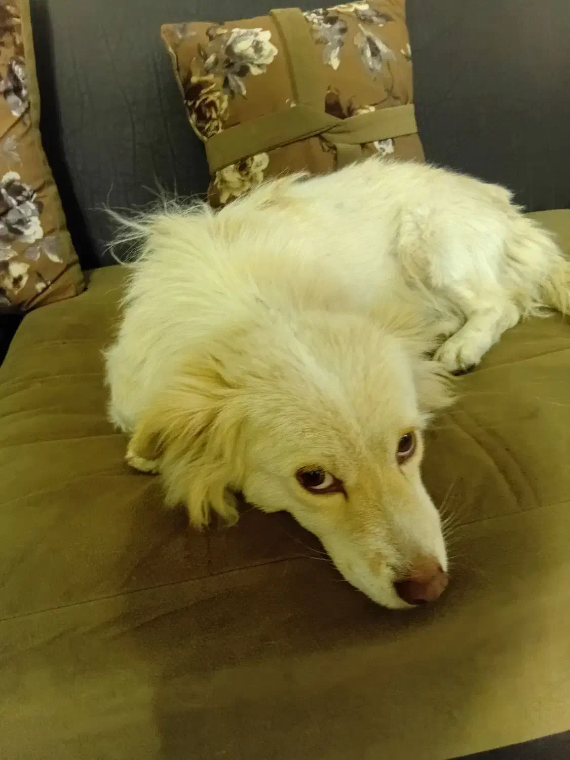 دو سگ پیدا شده|سگ|گلبهار, شهر جدید گلبهار|دیوار