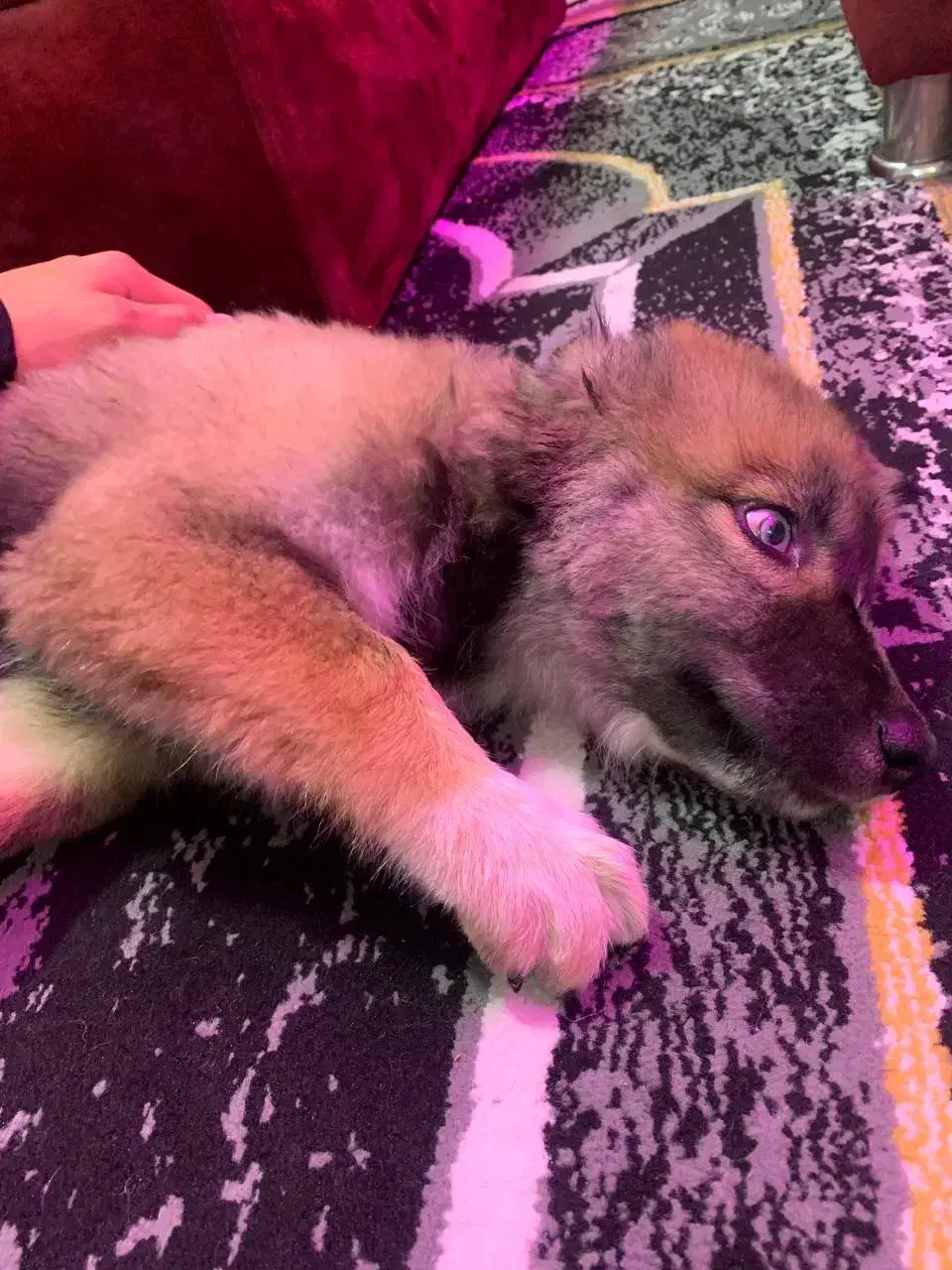 واگزاری|سگ|کرج, حسن آباد|دیوار