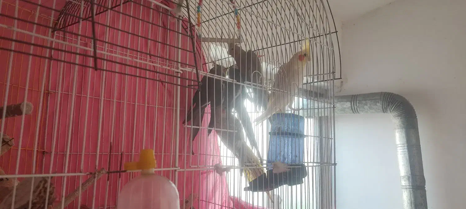 طوطی عروس|پرنده|رشت, جانبازان|دیوار