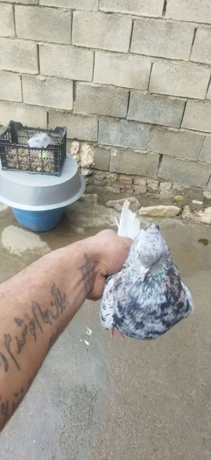 فروشی|پرنده|اسدآباد, |دیوار