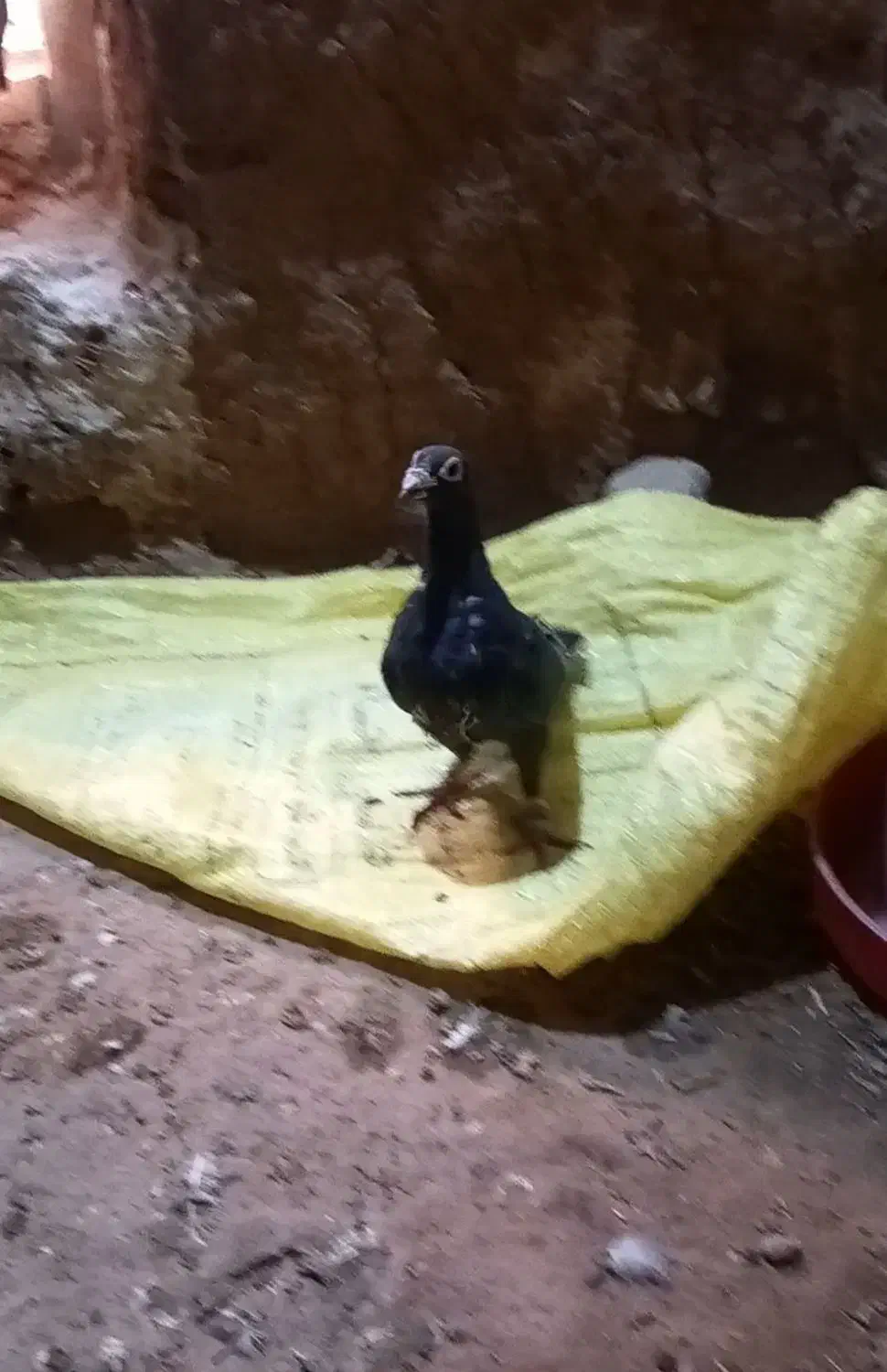 کفتر کاکلی|پرنده|تایباد, |دیوار