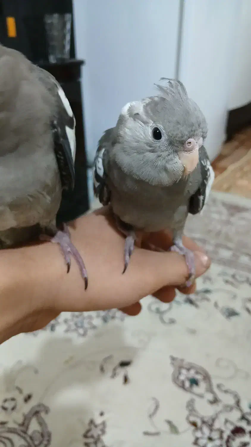 ۳ عدد عروس هلندی سینامون|پرنده|قم, چهار مردان|دیوار