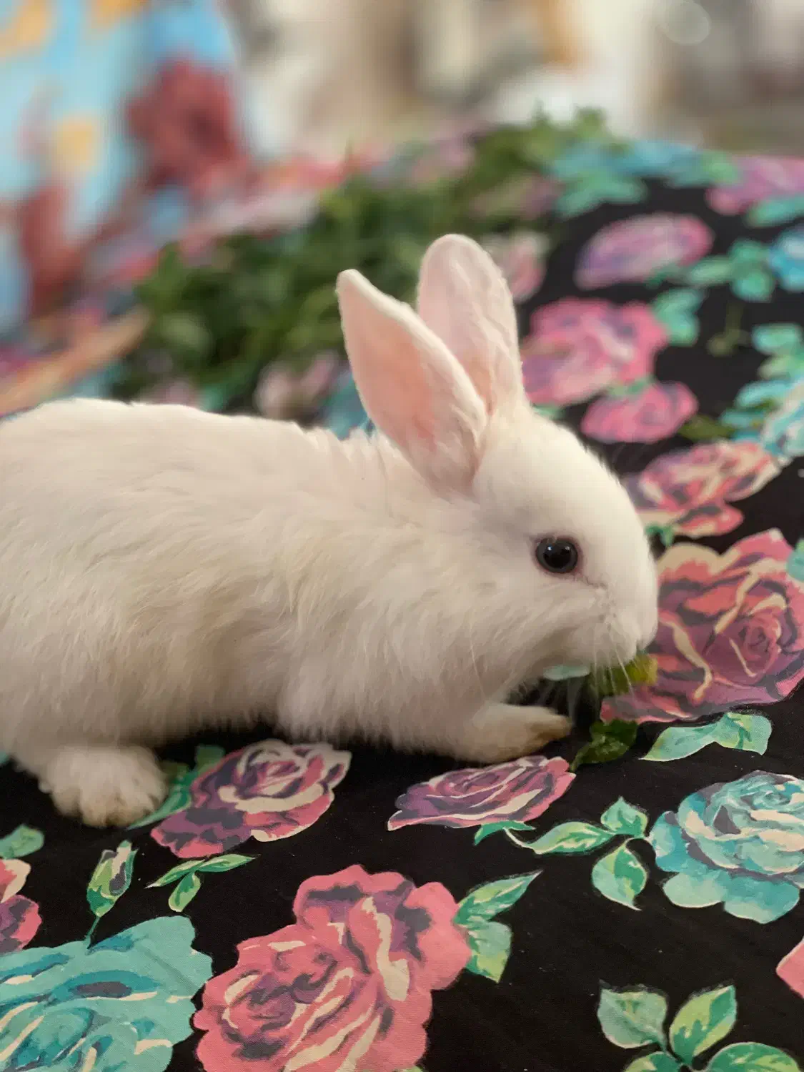 خرگوش|موش و خرگوش|مراغه, |دیوار