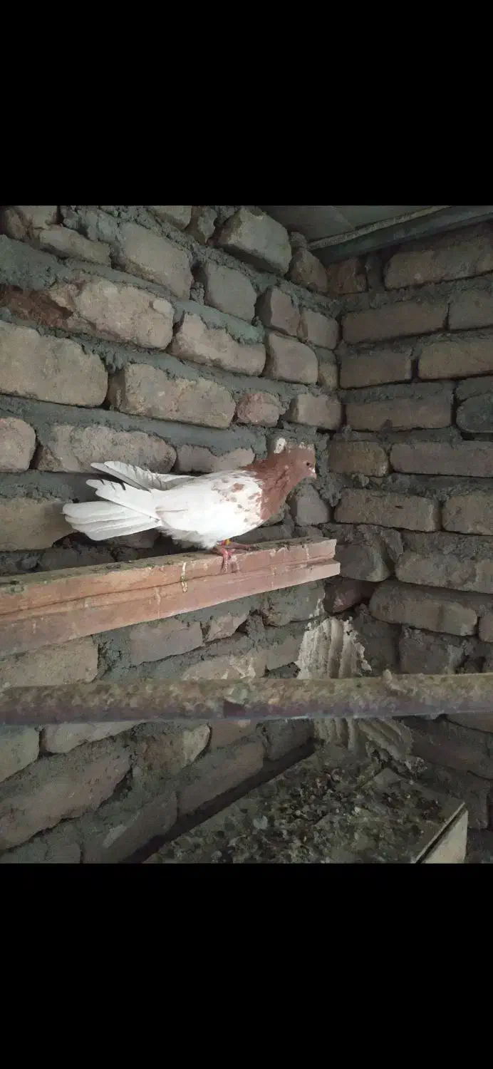 نر کله ای|پرنده|بروجرد, |دیوار