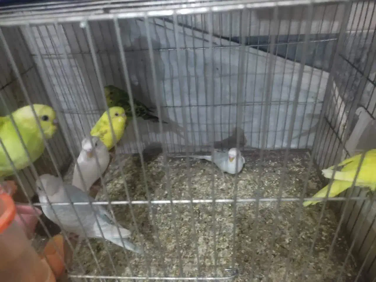 مرغ عشق|پرنده|قم, نخودی|دیوار