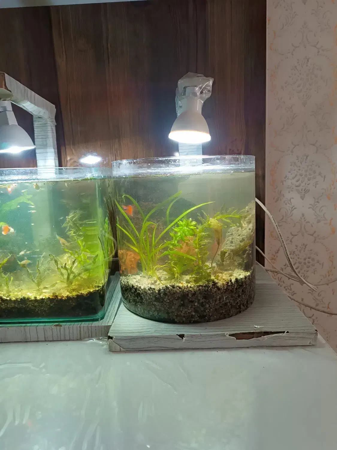 آکواریوم پلنت باماهی|ماهی|سلماس, |دیوار