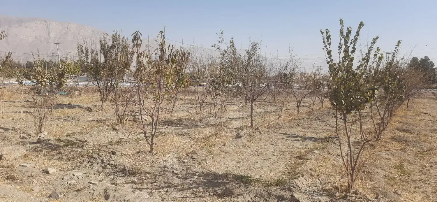 فروش زمین کشاورزی ورودی اصلی شهر۵۵۰متر|فروش زمین و ملک کلنگی|پیر بکران, |دیوار