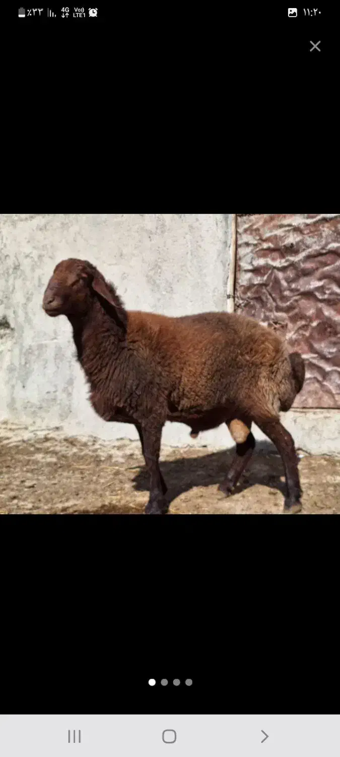 قصاب|خدمات پیشه و مهارت|بجنورد, |دیوار