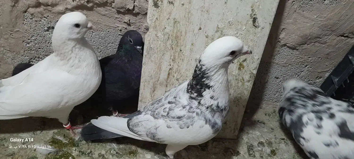 کبوتر شهرستانی|پرنده|پاکدشت, پاکدشت (مامازند)|دیوار