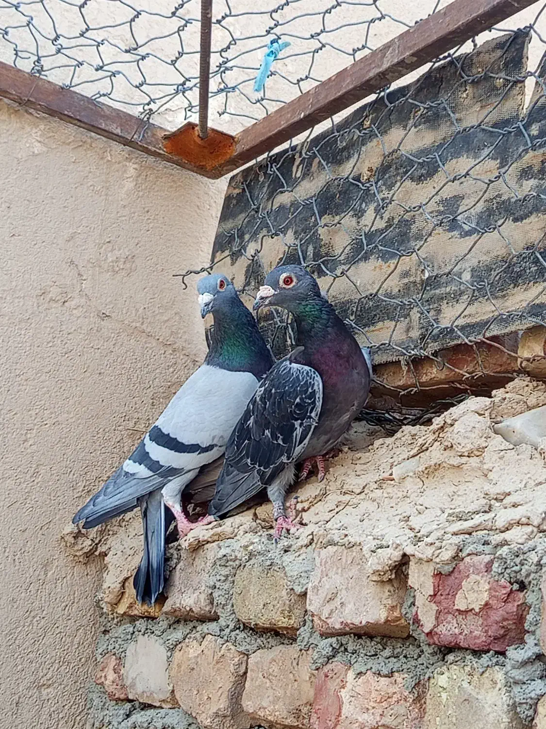 سبز مگس نر فروشی|پرنده|تفتان, |دیوار