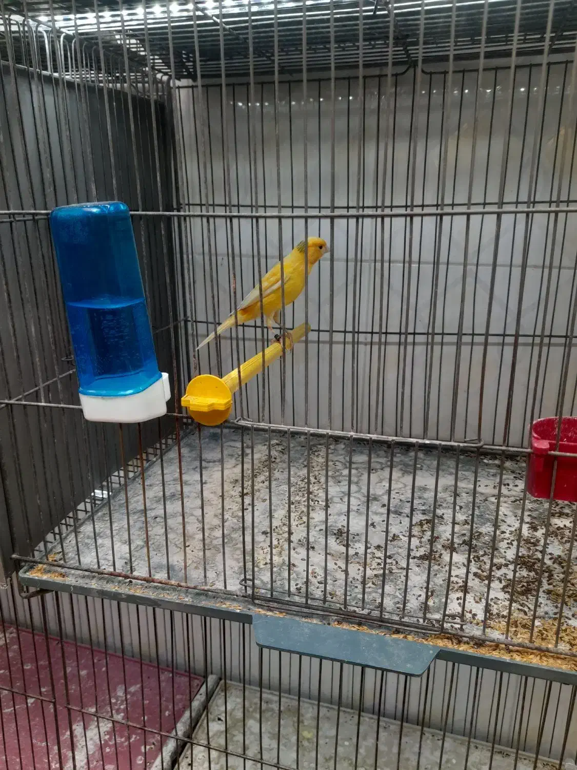 قناری نر|پرنده|شاهین‌شهر, گزبرخوار|دیوار