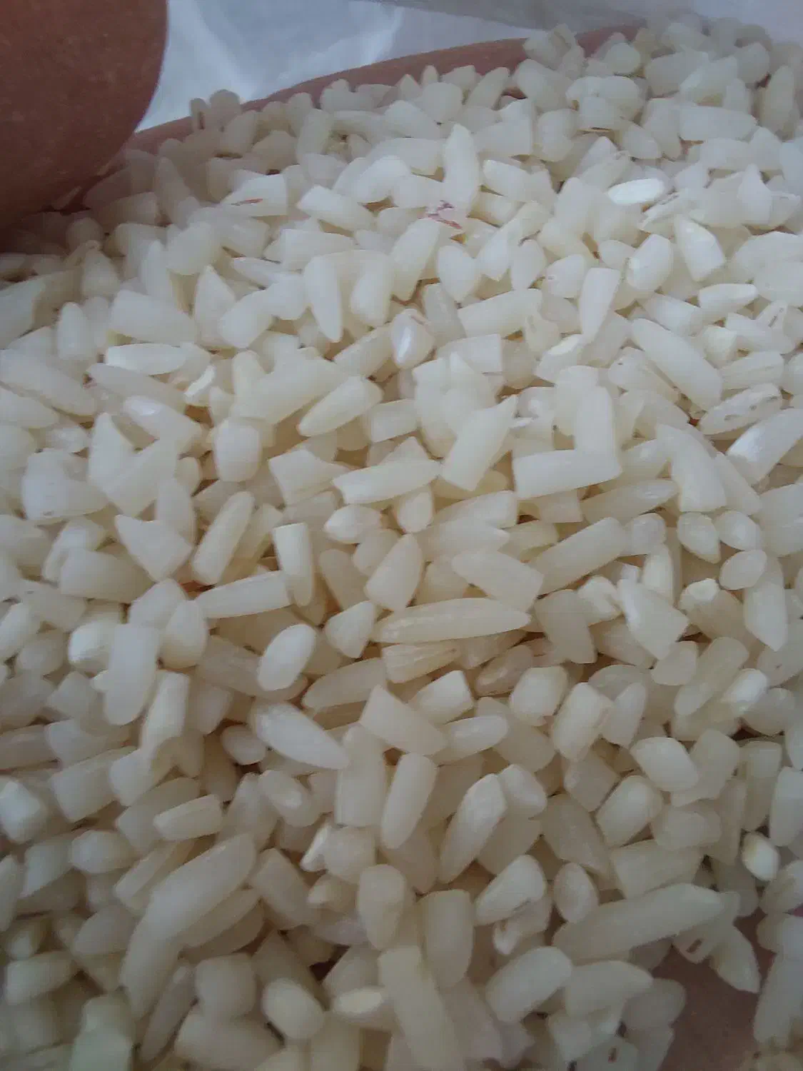 برنج طارم هاشمی گیلان اصل مستقیم از کشاورز|خوردنی و آشامیدنی|ورامین, ورامین|دیوار