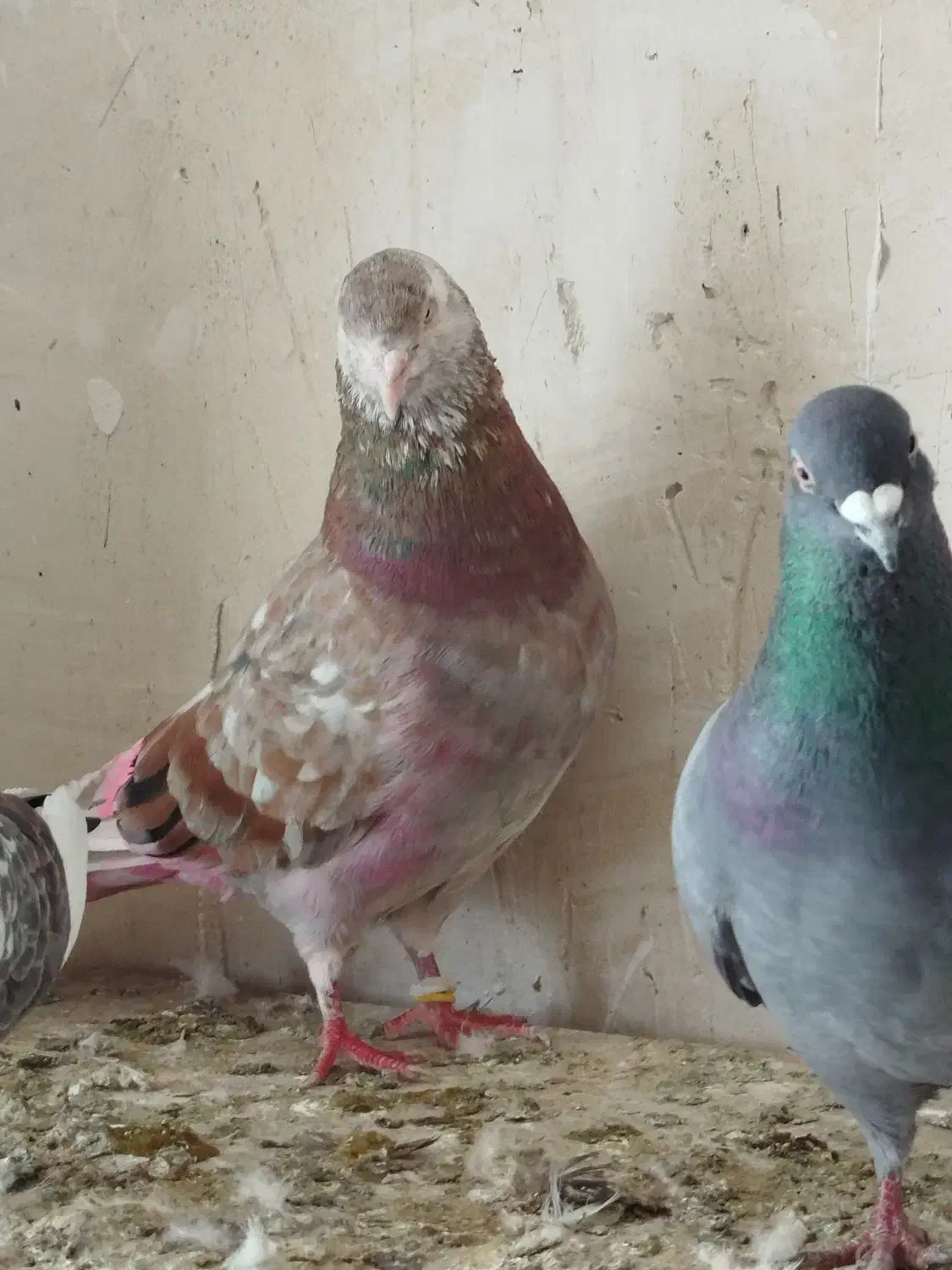 کبوتر|حیوانات|اراک, |دیوار