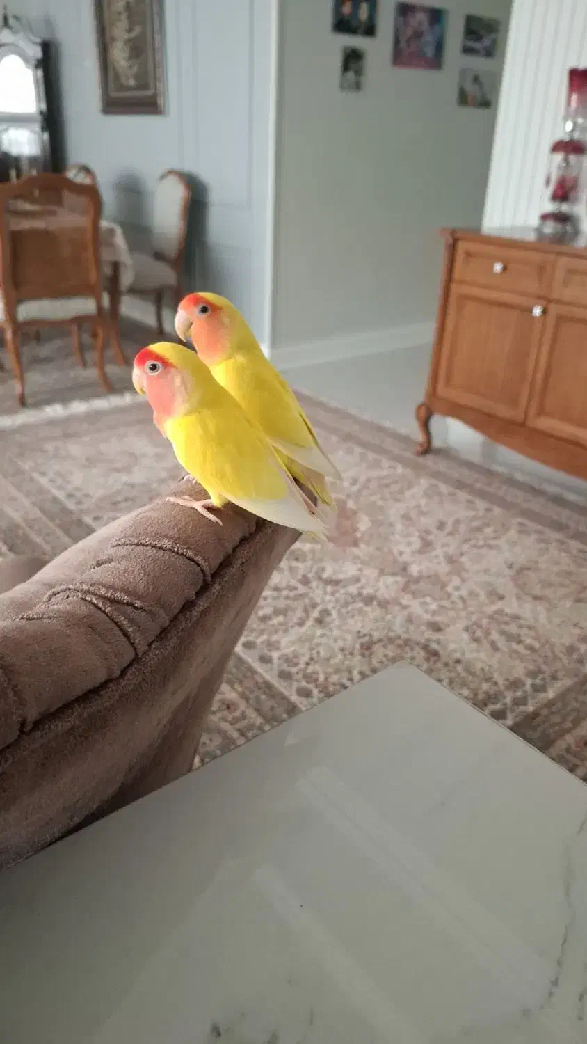 کوتوله برزیلی|پرنده|مشهد, سید رضی|دیوار