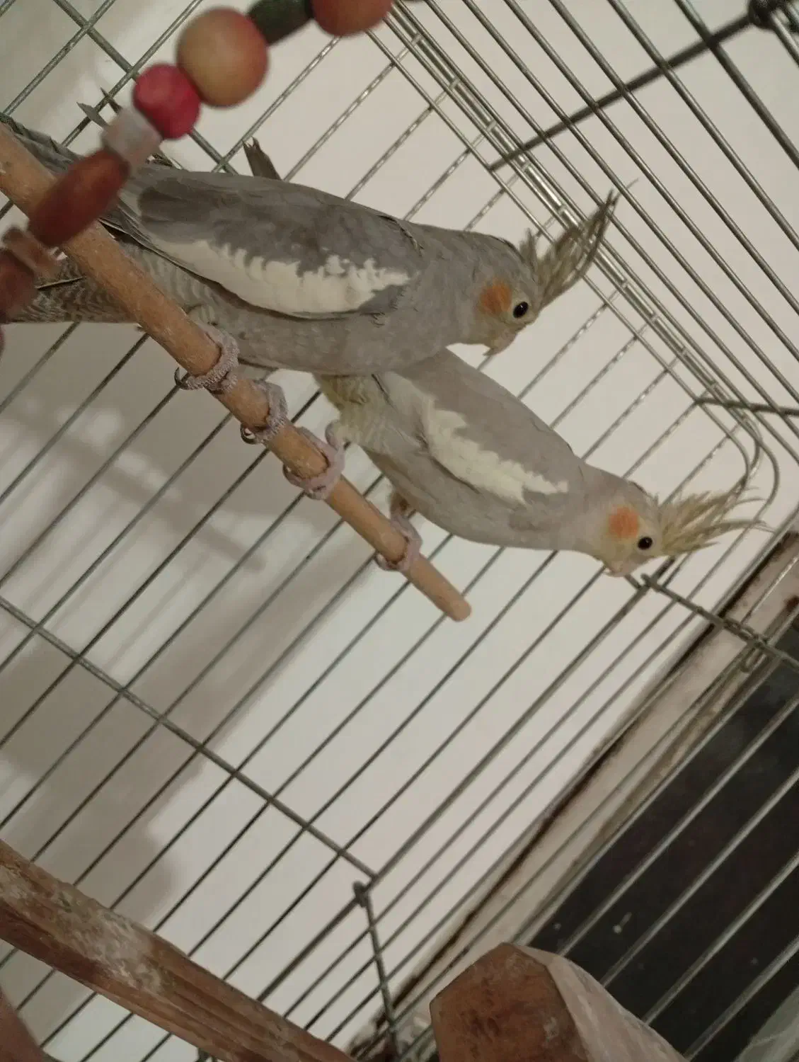 عروس هلندی جفت|پرنده|همدان, |دیوار