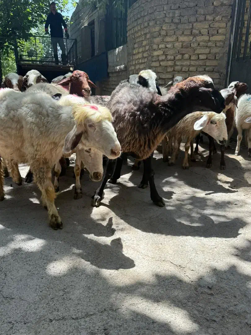 بایک بار خرید مشتری ما شوید گوسفند میش بزغال|حیوانات مزرعه|تهران, یوسف‌آباد|دیوار