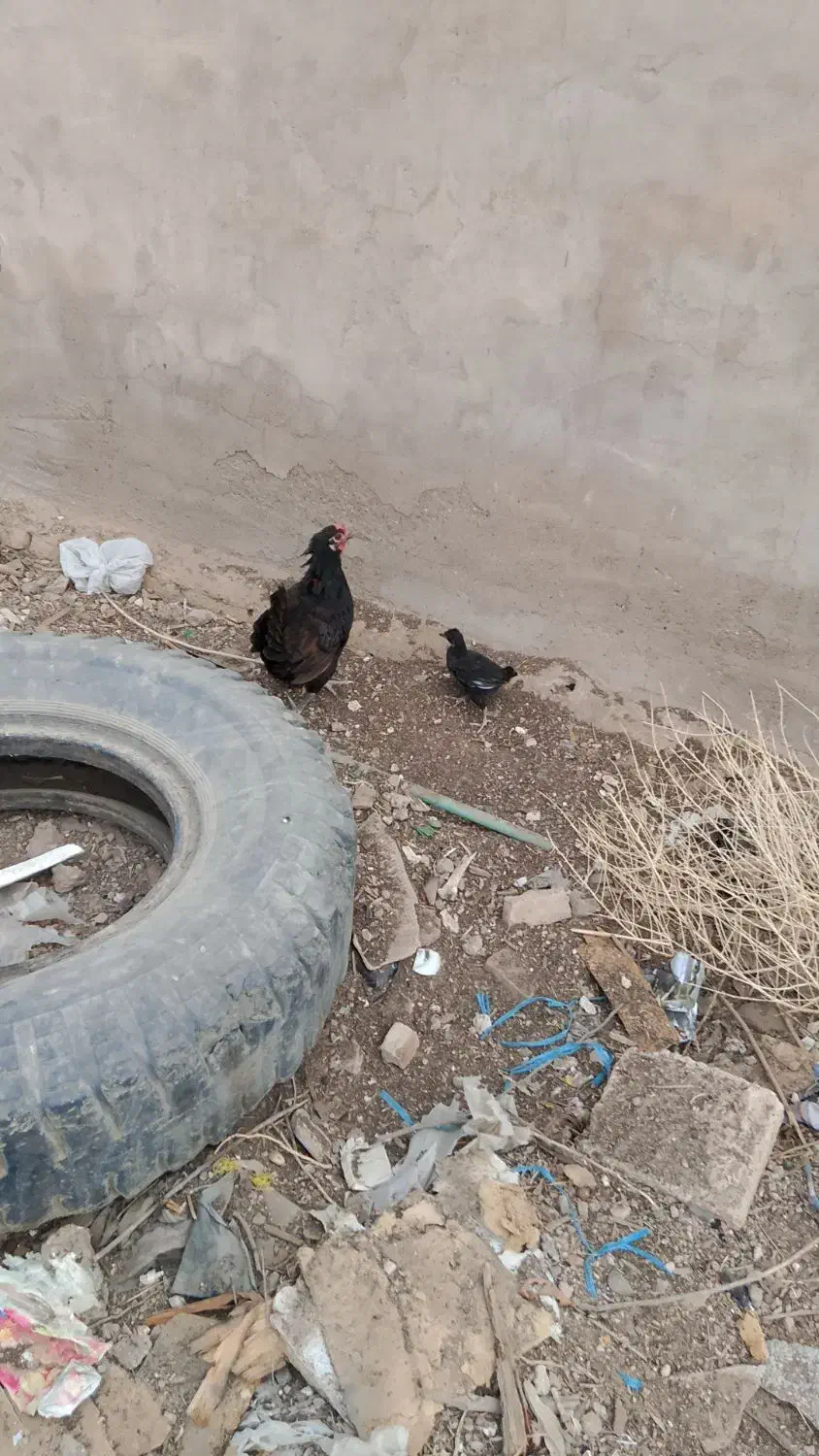 حمیدیه دهکده|حیوانات مزرعه|حمیدیه, |دیوار