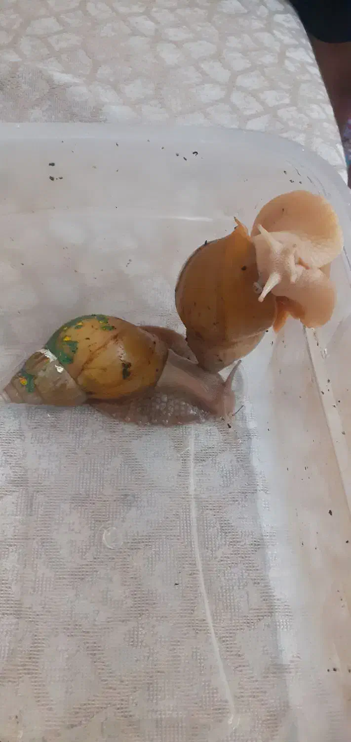 حلزون آچیتینا  ۲عدد|خزنده|تهران, جیحون|دیوار