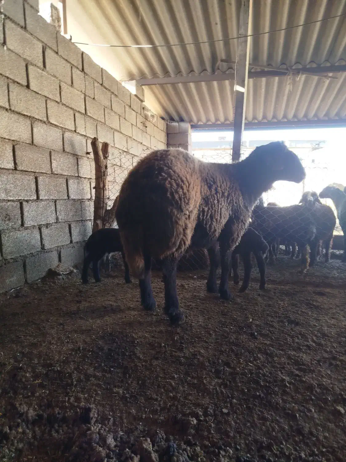 قوچ ، گوسفند|حیوانات مزرعه|سنگدوین, |دیوار