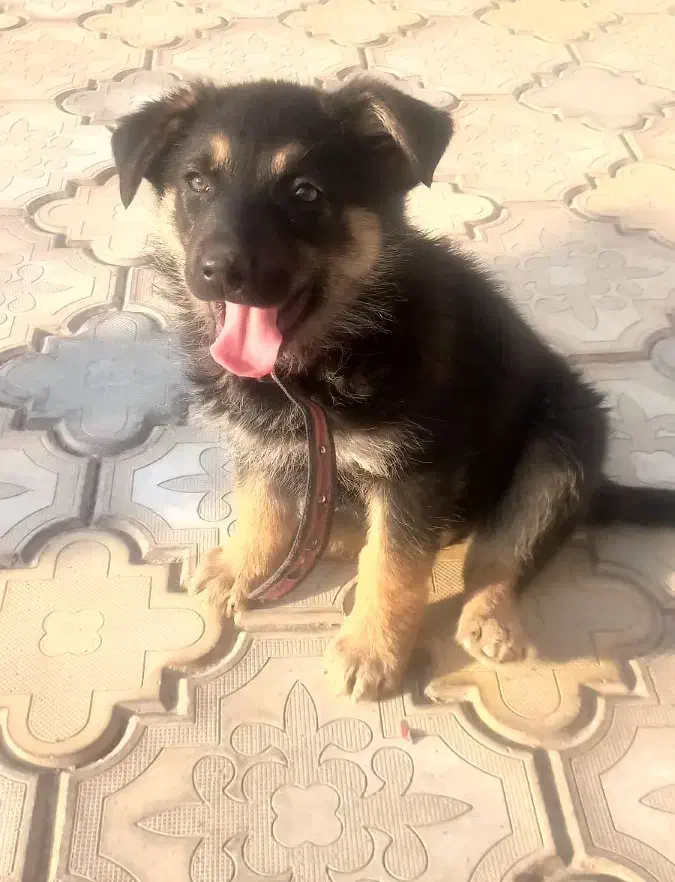 توله سگ ژرمن اصل واگذار میگردد|سگ|شهریار, اصیل آباد|دیوار