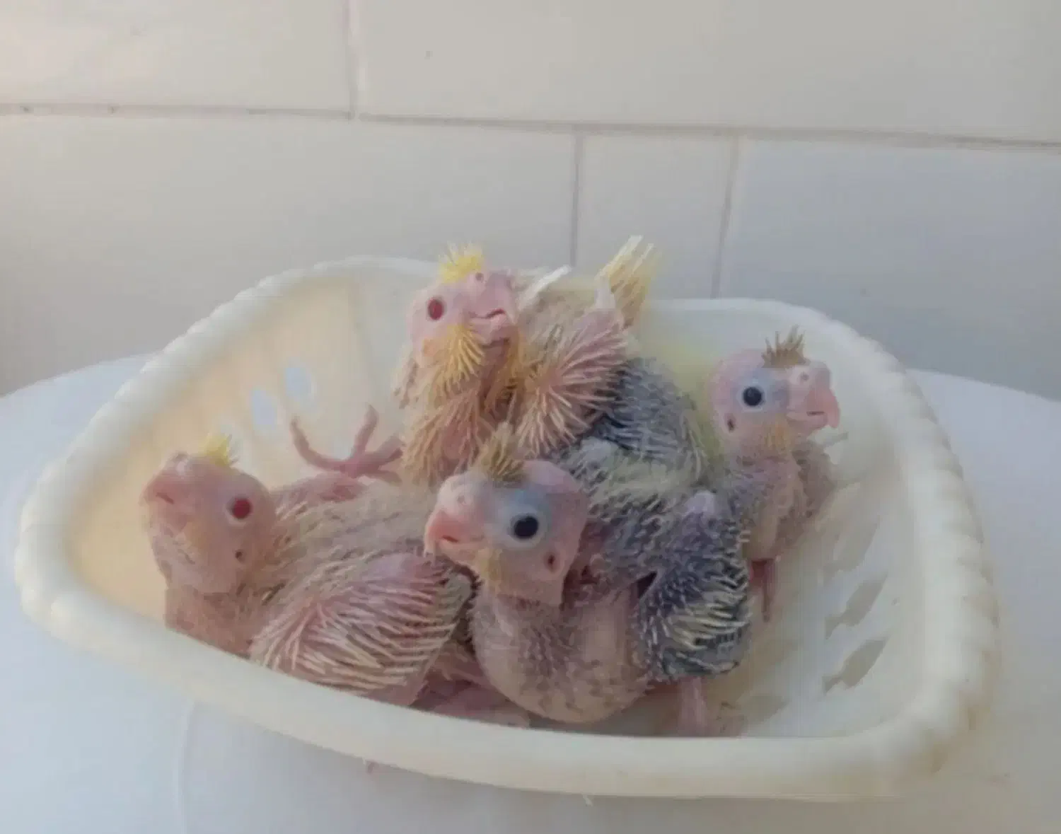 جوجه عروس هلندی سرلاکی از۱روزتا۴۵روزدررنگای مختلف|پرنده|آبیک, |دیوار