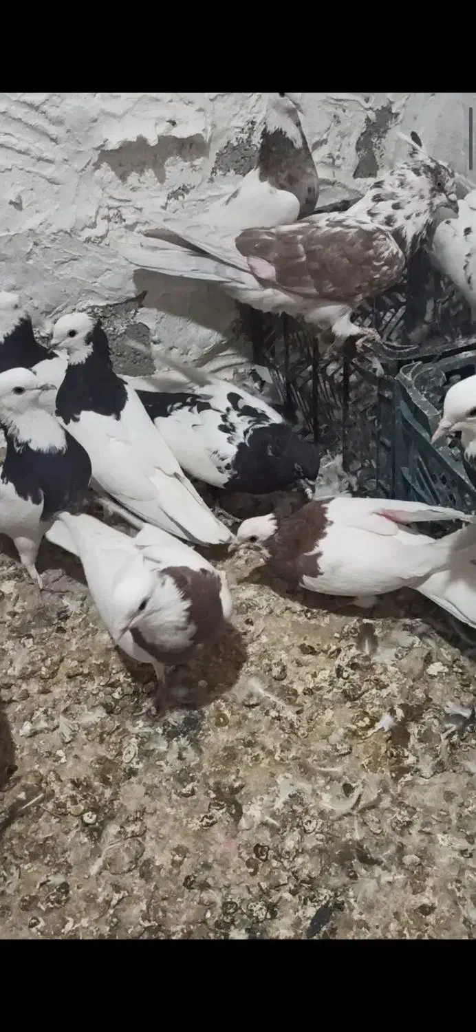 پرنده|پرنده|خنج, |دیوار