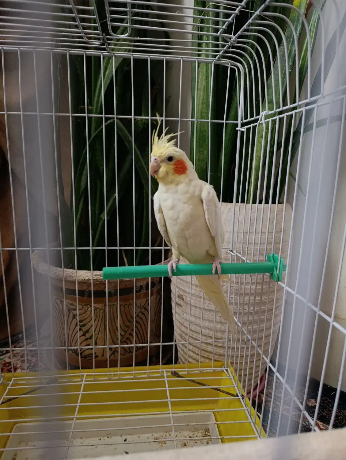 جوجه عروس هلندی لوتینو نر|پرنده|بیرجند, |دیوار