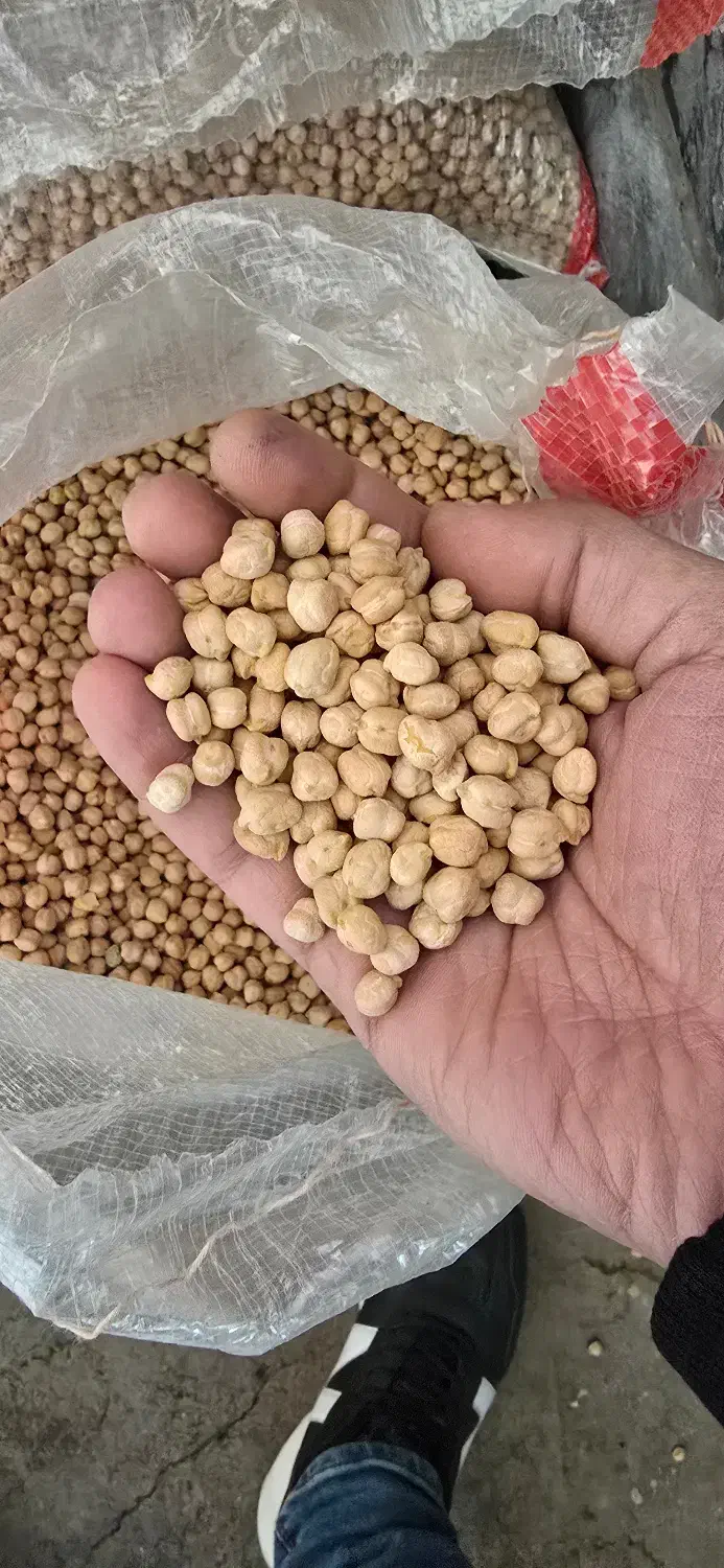 نخود سه خان درجه ۱|عمدهفروشی|نهاوند, |دیوار