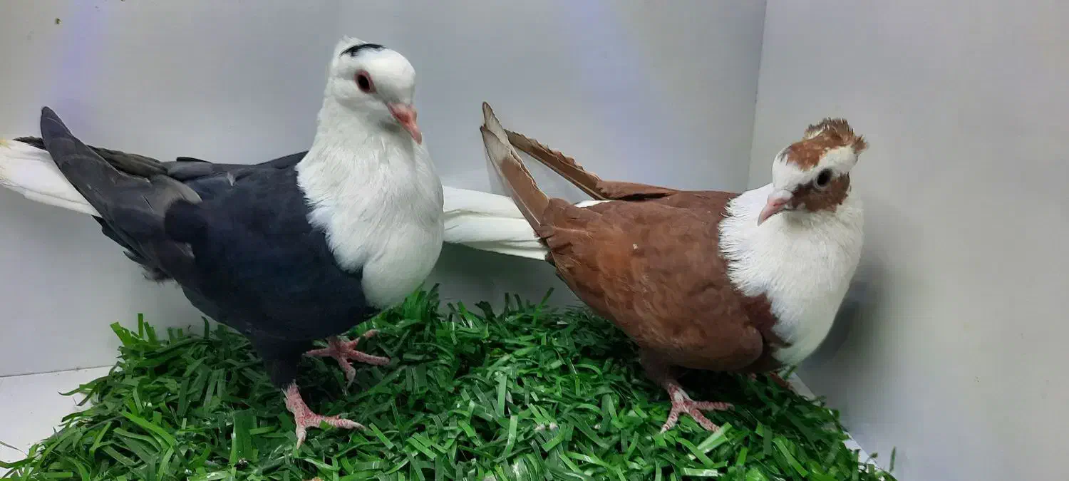 سرسفید دمسفید|پرنده|رفسنجان, |دیوار