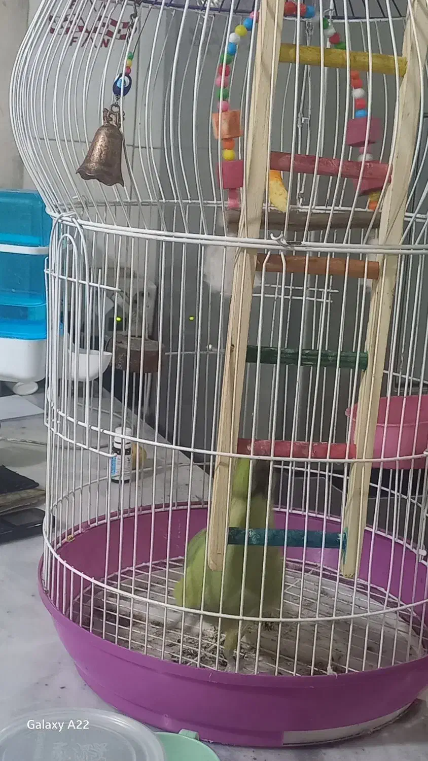 طوطی ملنگونر|پرنده|بم, |دیوار